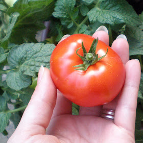 giant red cherry tomato
