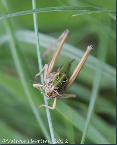 34-grasshopper