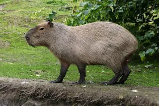 Side on view of a capybara.