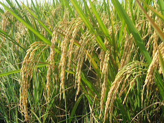 Budidaya Tanaman Padi Sawah