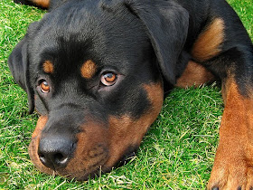 rottweiler dog puppt puppies animal pets picture