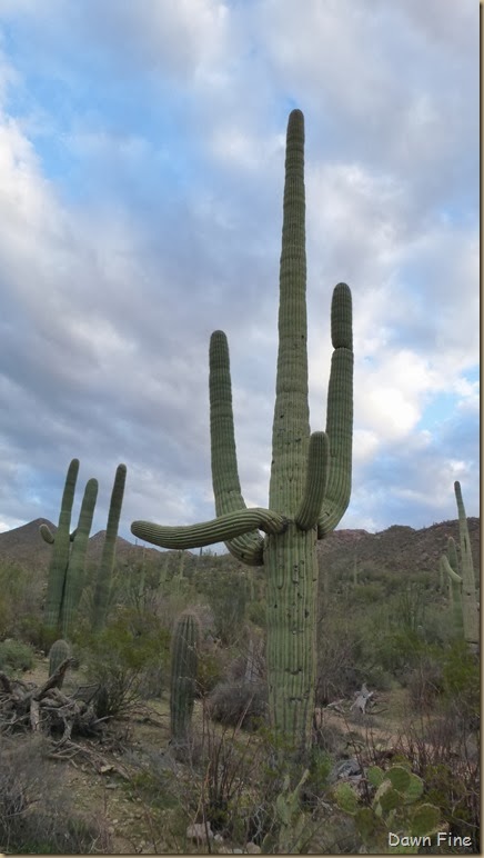 Saguaro NP West_071