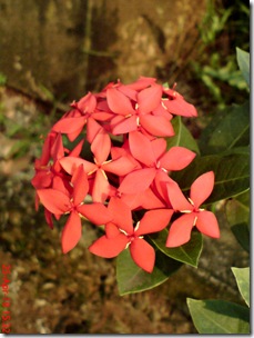 bunga siantan merah 05
