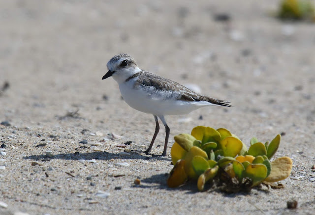 Snowy Plover