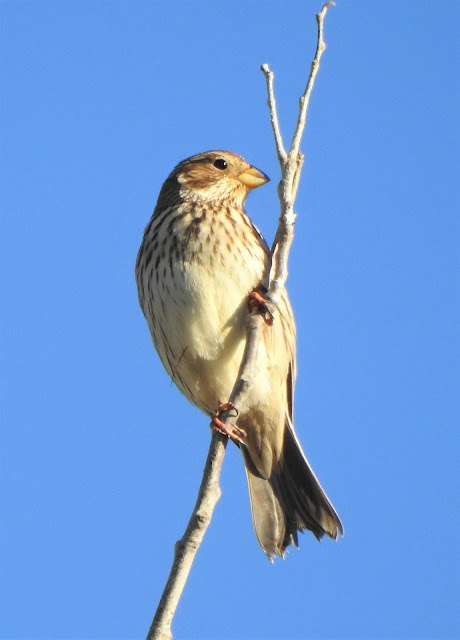 Quijorna, Madrid, aves, Escribano Triguero, Emberiza Calandra