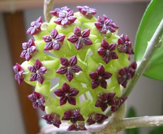 Purple Hoya Plant Image