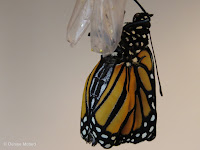 Monarch male drying its wings - © Denise Motard