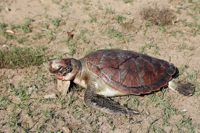 Died turtle at Tana River counties photo