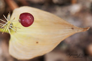 Árnyékvirág (Maianthemum bifolium)