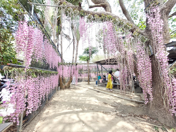 台南新化合凱休閒教育農園石斛蘭花瀑牆粉紅瀑布好療癒，免費參觀