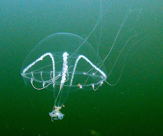 Tima Flavilabris jellyfish