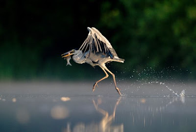 Best Wildlife Pictures2011