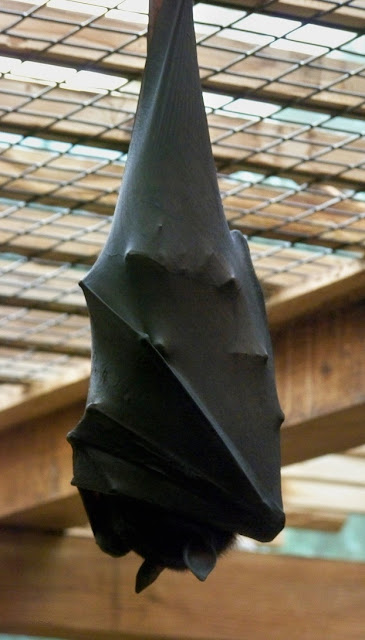 A flying fox hangs by its feet with wings wrapped around.