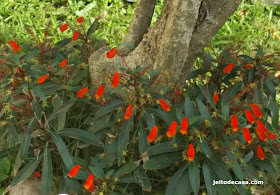 dica-de-flor- perene-fácil-de-cuidar-e-manter