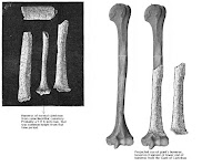 Comparación tamaño huesos gigante Castelnau - húmero humano normal