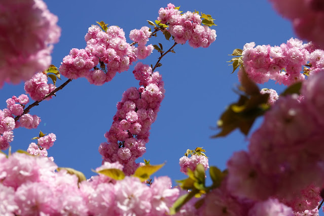 別所川渓流植物園　ヤエザクラ（八重桜）