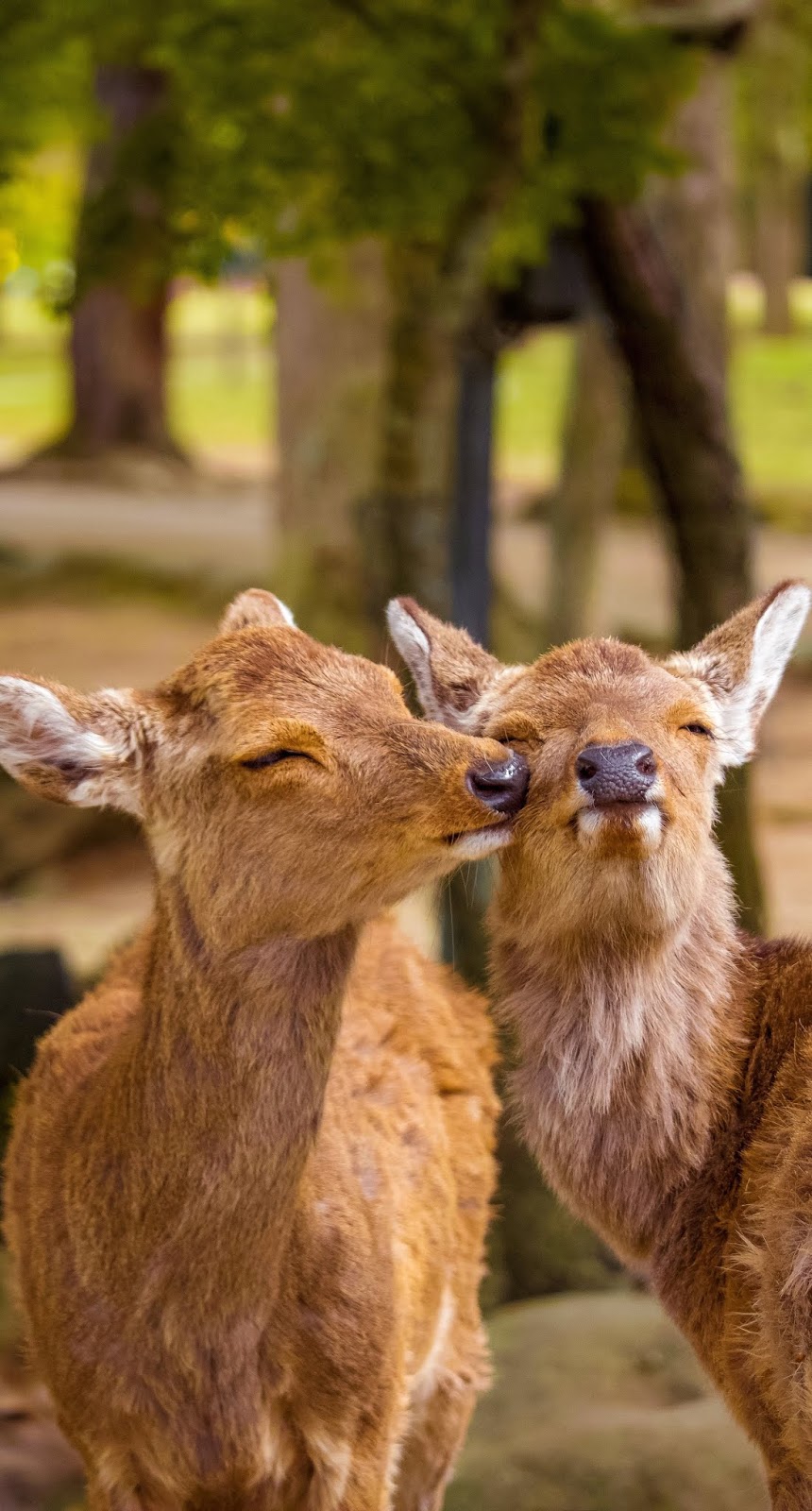 Cute pair of deer displaying their affection.