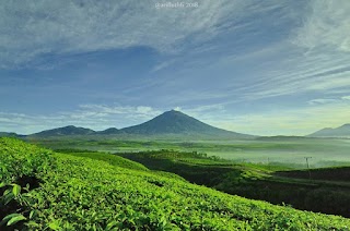 Menjelajahi Kekayaan Alam Minangkabau dalam Tiga Destinasi Wisata Kebun Teh di Sumatera Barat