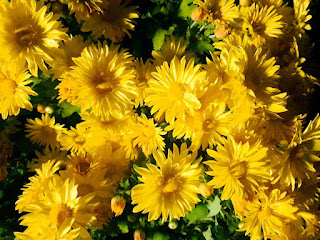 Chrysanthemum indicum yellow Horizontal