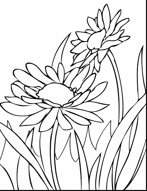 Magnificent Spring Flower Coloring Pages Printable With Spring Flowers  Coloring Pages And Preschool Spring Flowers Coloring