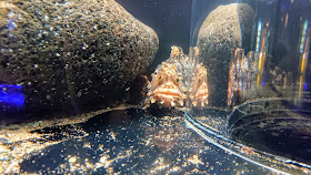 北海道 おたる水族館