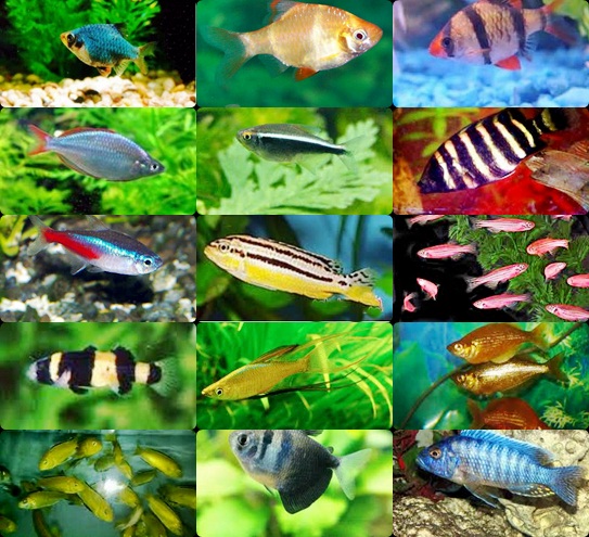 Irel Aquarium JENIS JENIS IKAN  HIAS