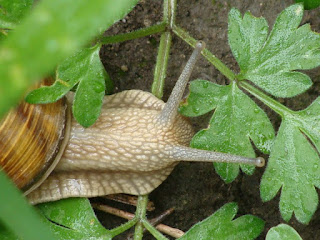 Helix (Helix) pomatia DSC52235