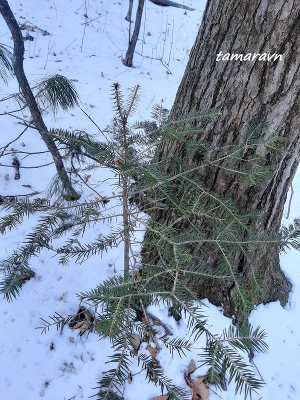 Пихта цельнолистная / Пихта чёрная (Abies holophylla)