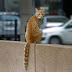 Θέρμη: Πάνω από 300 στειρώσεις γάτων έγιναν αυτές τις μέρες από Φιλοζωικό Σύλλογο