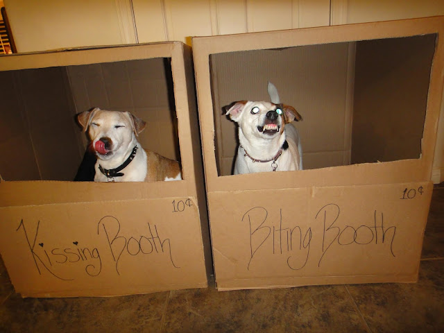 funny dogs, dog picture, dog kissing booth