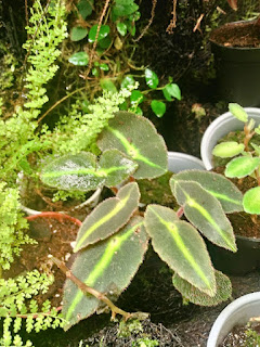 Begonia Listada