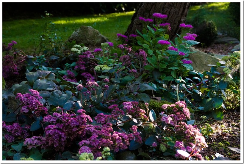DSC00705 DSC00705