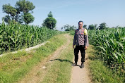  Lahan Jagung So Na’e Telah Terisi Penuh, Bhabinkamtibmas Pastikan Tak Ada Persiapan Tanam Kuartal Ketiga
