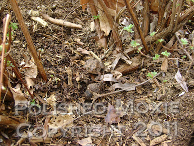 Picture of a very small toad in a garden