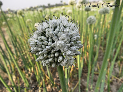 Onion - Allium cepa