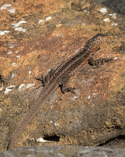 Galápagos Lava Lizard, Puerto Egas