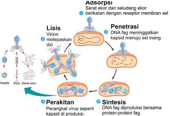 Perkembangbiakan Virus (Replikasi Virus)