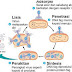 Perkembangbiakan Virus (Replikasi Virus)