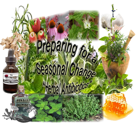Preparing For A Seasonal Change Natural Anti Biotics The Herbal