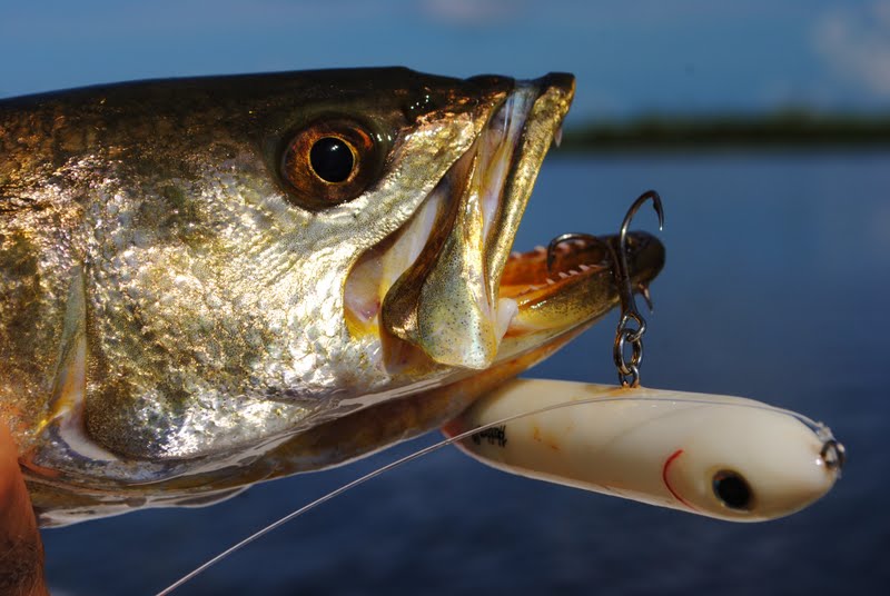 Best lures for trout and redfish