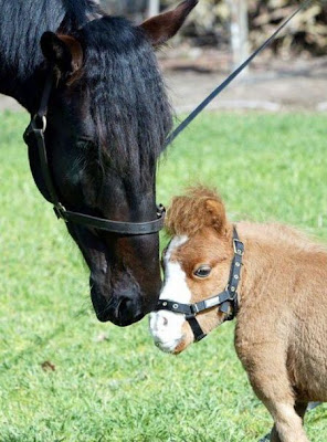 Charming Miniature Horse Koda Seen On www.coolpicturegallery.us