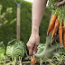 How to Harvest Carrots #vegetable_gardening