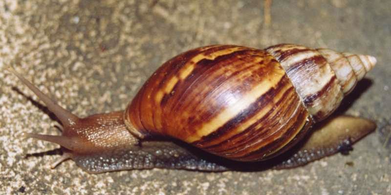  Mollusca  Tubuh Nihil