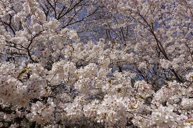 鳥取県西伯郡南部町鶴田 とっとり花回廊 芝生け広場 ソメイヨシノ（染井吉野）