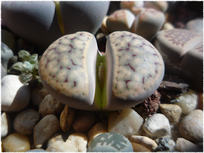 lithops