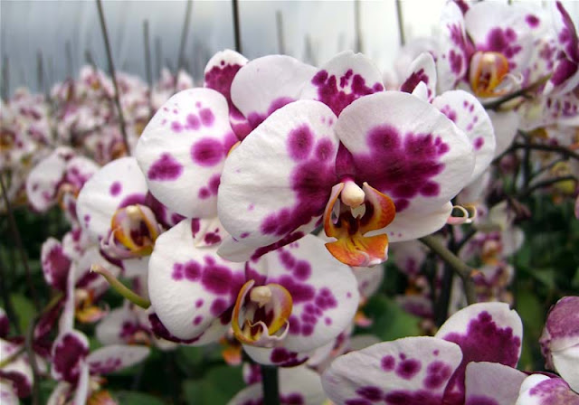 Phalaenopsis Flowers Pictures