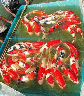 Daftar Harga  Ikan  Koi  Terbaru Bulan Ini Informasi Daftar 