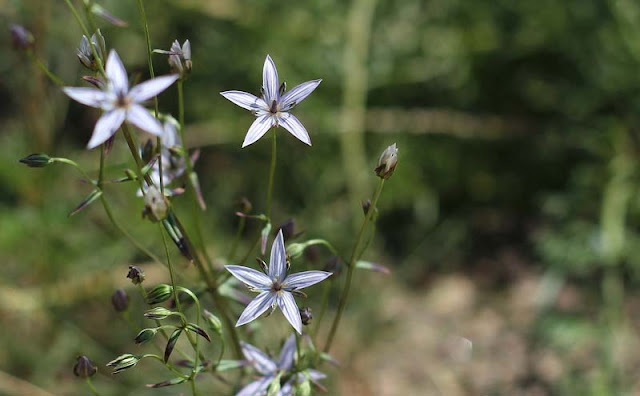 Marsh Felwort Flowers