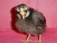 Silver Laced Wyandotte