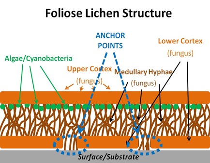 Foliose Structure